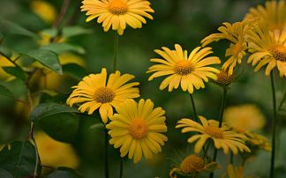 企業(yè)養花制度