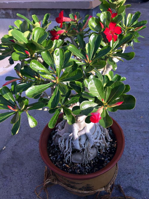 北方養花堿性水怎么辦