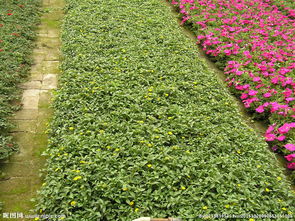 培育花草還是培養花草