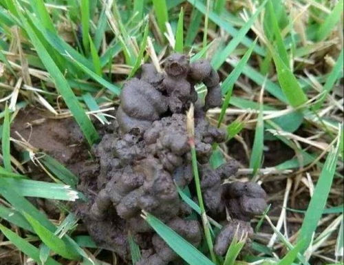 養花里面出現蚯蚓