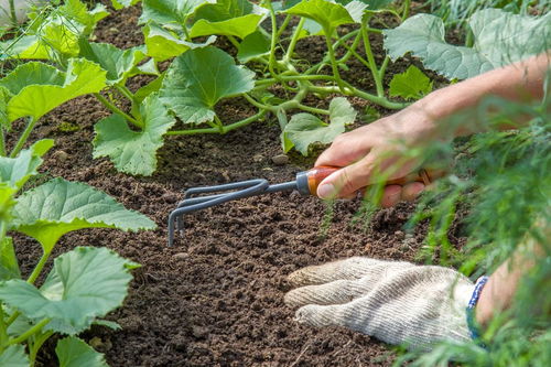 如果自制養花肥料