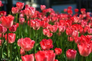 養花也是養心的句子