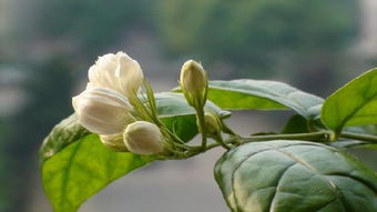 夏天樓上養花好嗎