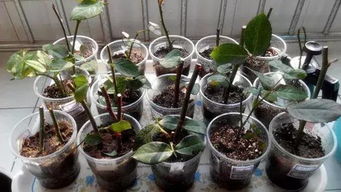 木炭灰養花能用么