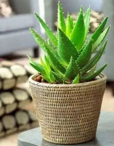 冬天室內養花好不好