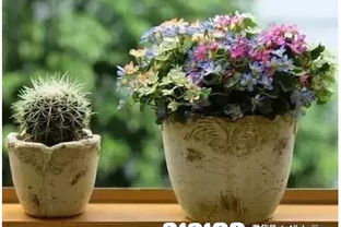 洛陽(yáng)哪里有學(xué)養花技術(shù)