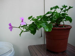 家里養花會(huì )的哮喘