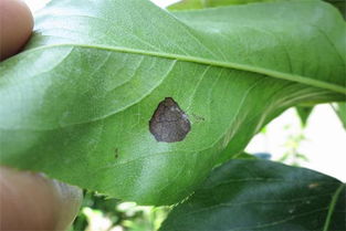 養花疥蟲(chóng)防治