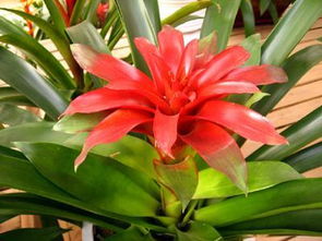 屋里養花有小飛蟲(chóng)怎么辦