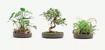 養花要用什么燈