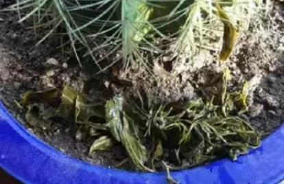 綠茶水可以養花嗎