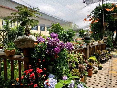 做門(mén)店養花忌諱凋零嗎