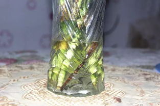 養花的水里放鐵釘