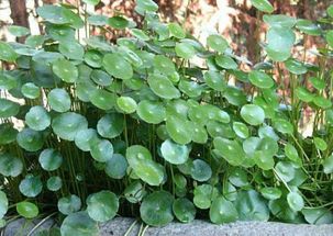 廢舊蘑菇料能養花嗎