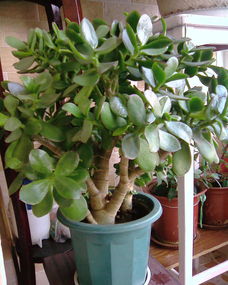 家養花卉的種類(lèi)