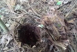 樹(shù)皮養花透氣么