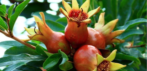 中國古代喜歡養花的文人