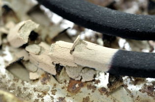 蚊香灰可以養花殺蟲(chóng)