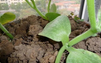 蚯蚓對養花的作用