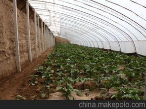 四川哪里種大棚養花