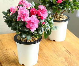 養花不死的秘訣