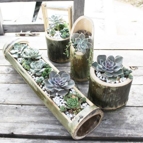 寺廟里的香灰能用來(lái)養花