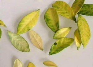 家養花卉葉子容易黃是啥原因