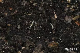 養花的土里有小白蟲(chóng)怎么辦