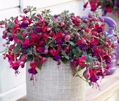 養花枯萎了怎么辦