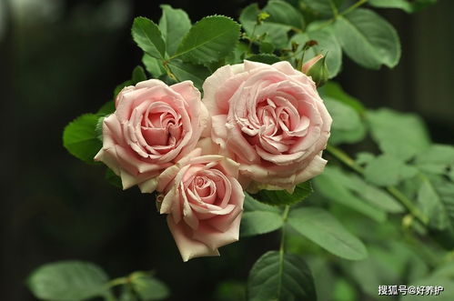 木炭養花堿性大嗎