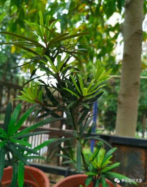 去的百葉可以養花嗎