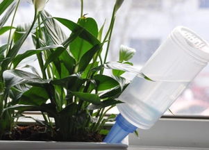 養花澆的復合肥是什么樣的