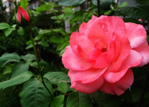 月季花養花步驟