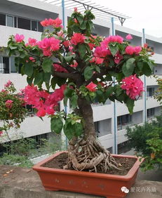 木頭箱子養花怎么處理