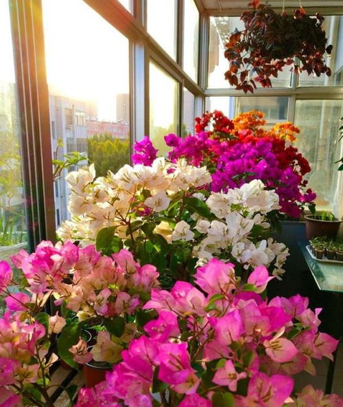 養花如何先養土