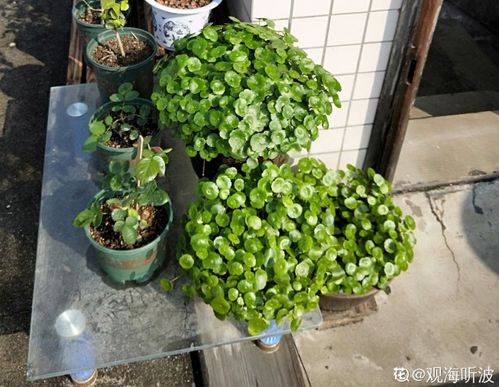 男生為什么喜歡養花