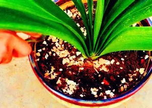 雞蛋殼粉養花的功效