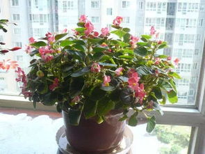 養花怎么按照比例施肥