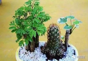 養花知識大全桂花