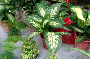 怎么養花葉萬(wàn)青