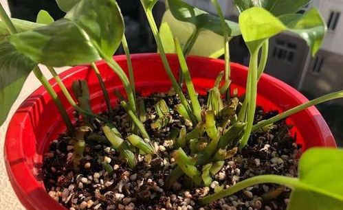 養花珍珠巖6升是多少斤