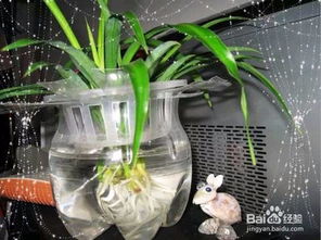 如何使用酒糟種菜和養花