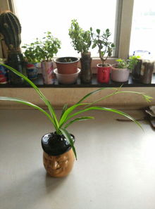 花盆低下沒(méi)小眼可以養花嗎