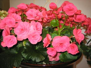 豆漿可以養花嗎