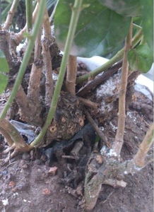 香煙灰別倒掉養花殺蟲(chóng)真奇妙