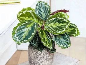 冬季冬陽(yáng)臺如何養花