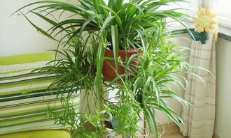 養花吊籃有什么作用