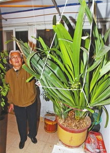 喜好君子蘭的養花人不在少數
