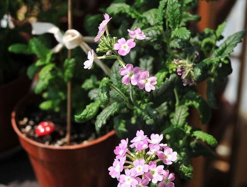 屋里重復養花好