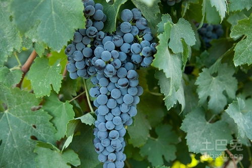 葡萄養花怎么處理